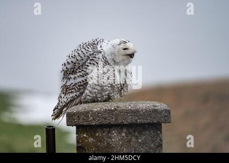 Woman Snowy Owl (Bubo scandiacus) che si scuote dalla pioggia, Lancaster County, Pennsylvania. Foto Stock