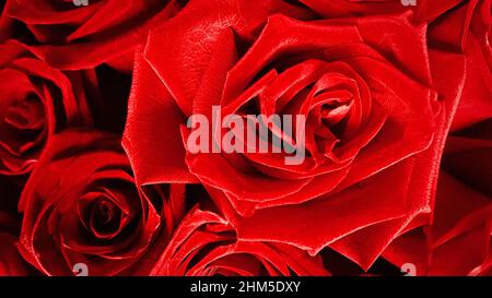 Primo piano di un bouquet di rose olandesi rosse aperte. Festive di lusso fiore rosso sfondo. Foto Stock