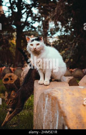 Colpo verticale di un vecchio gatto sporco per le strade del cairo, gatto bianco soffice con macchie nere in piedi su una sporgenza di pietra Foto Stock