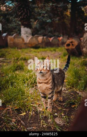 Curioso giovane gatto di strada marrone con le sue orecchie in su, guardando in lontananza con grande interesse Foto Stock