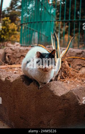 Colpo verticale di un gatto stradale sporco molto triste ferito in piedi su una sporgenza di pietra Foto Stock