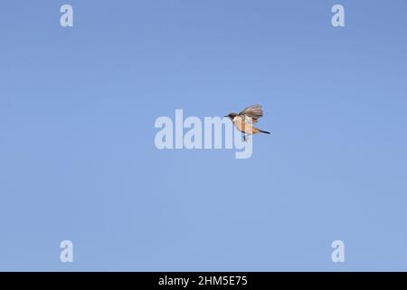 European Stonechat (Saxicola rubicola) Adulti di volo maschile, Suffolk, Inghilterra, novembre Foto Stock