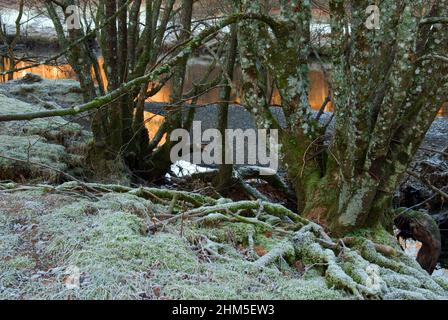Il fiume Llugwy (Afon Llugwy) è un affluente del fiume Conwy. La sua fonte è Ffynnon Llugwy, un lago della gamma Carneddau a Snowdonia. Foto Stock