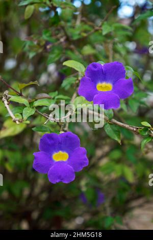 Fiori di cicloccino (Thunbergia erecta), Rio de Janeiro, Brasile Foto Stock