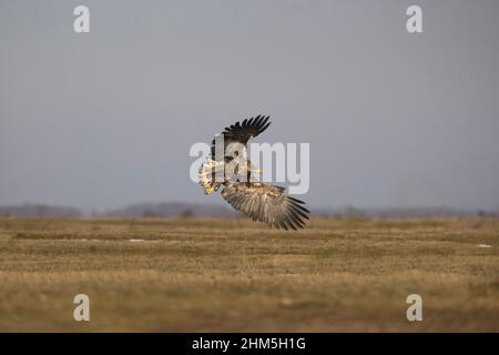 Aquila dalla coda bianca Haliaeetus albicilla, volo immaturo, in procinto di atterrare sull'erba, Hortobagy, Ungheria, gennaio Foto Stock