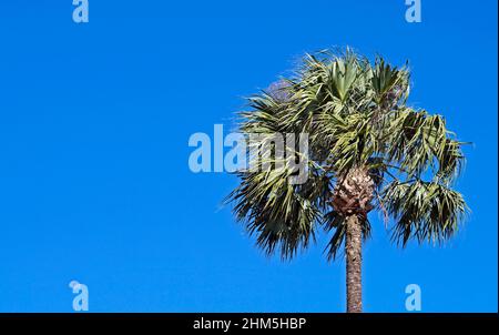 Palma cinese (Livistona chinensis), Belo Horizonte, Brasile Foto Stock