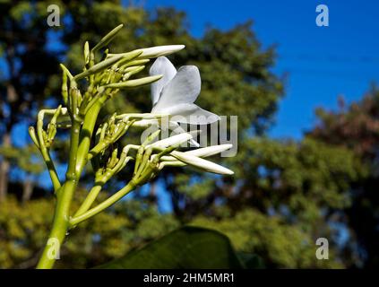 Bouquet nuziale o frangipani selvatici (Plumeria pudica) Foto Stock