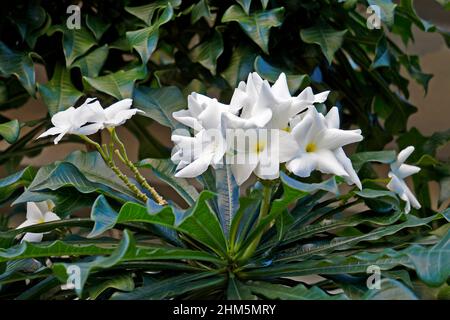 Bouquet nuziale o frangipani selvatici (Plumeria pudica) Foto Stock