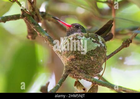 Hummingbird femminile di Goldapain (Hylocharis eliae) a gola blu. Parco Nazionale di Rincón de la Vieja, Costa Rica. Foto Stock