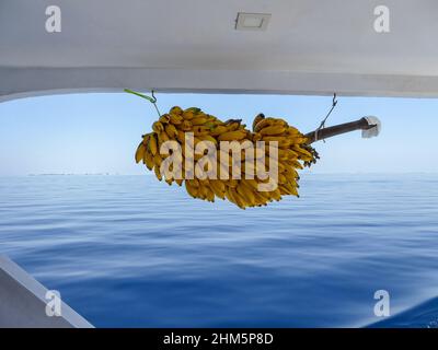 Grande mazzo di banane fresche appese al ponte su una barca a bordo di un liveaboard nelle Maldive Foto Stock