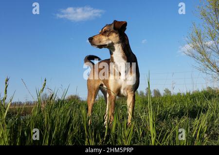 Bel cane di razza mista con uno sguardo serio in piedi sul prato Foto Stock