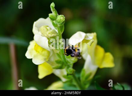 Un'ape bumble siede su un fiore giallo Foto Stock