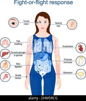 Risposta alla lotta o al volo. Lotta o volo o congelamento. Ipereccitazione o risposta allo stress acuto. Poster per uso didattico o medico. Vettore Illustrazione Vettoriale