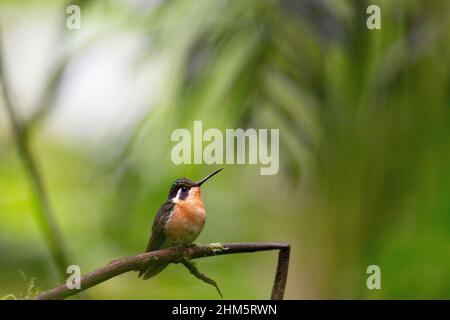 Hummingbird femminile con gemma viola (Lampornis calolaemus). Riserva naturale della Foresta di Santa Elena Cloud, Monteverde, Costa Rica. Endemico da Nicarag Foto Stock