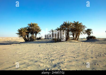 Bellissima vista di Umm Bab spiaggia QATAR Foto Stock