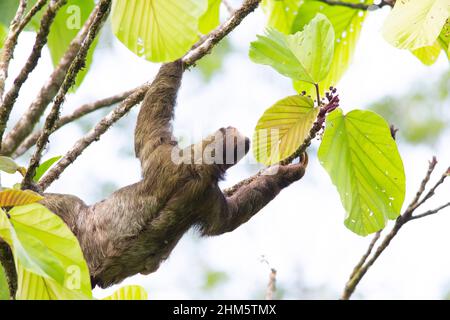 Sloth femminile a tre punte (Bradypus variegatus) nella foresta pluviale, la Selva Biological Station, Sarapiquí, pendio caraibico, Costa Rica. Foto Stock