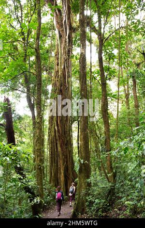 I turisti che camminano davanti ad un fico sconosciuto (Ficus sp.) avvolto intorno al suo albero ospite. Monteverde Cloud Forest Reserve, Santa Elena, Costa Rica. Foto Stock