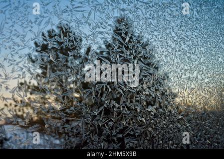 Ghiaccio freddo gelo cristalli modello su vetro finestra di casa in campagna, con pino sempreverdi alberi al di fuori durante il tramonto, Browntown, Wisconsin, Stati Uniti. Foto Stock