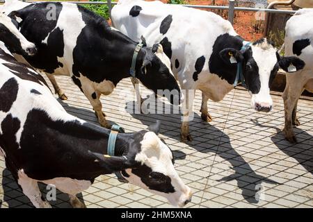 Mucche da latte che camminano in allevamento di bestiame di vacche Holstein in giorno d'estate soleggiato. Concetto di agricoltura, benessere degli animali, industria del latte, cibo, stalla. Foto Stock