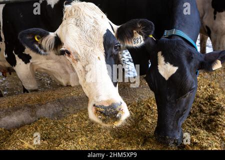 Bella mucca da latte che mangia fieno in cowshed moderno nella fattoria di bestiame bovino Holstein. Concetto di agricoltura, benessere degli animali, industria lattiero-casearia, alimentazione, bestiame . Foto Stock