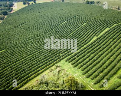 Vista aerea del drone della bella piantagione di caffè arabico in fattoria a Minas Gerais, Brasile. Concetto di cibo, agricoltura, merce, cibo sano. Foto Stock