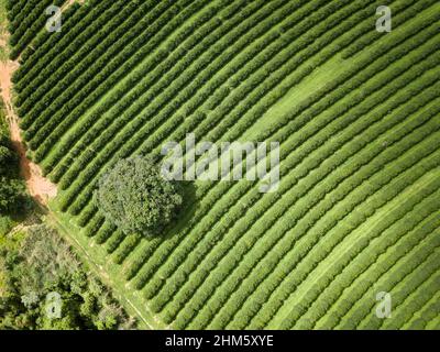 Vista aerea del drone della bella piantagione di caffè arabico in fattoria a Minas Gerais, Brasile. Concetto di cibo, agricoltura, merce, cibo sano. Foto Stock