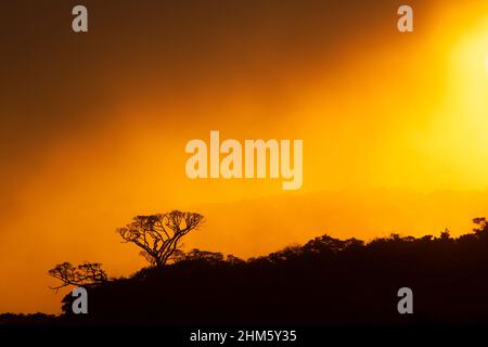 Tramonto sulla foresta nuvolosa vicino a Santa Elena, Monteverde, Costa Rica. Foto Stock