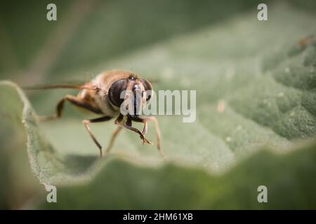 Pulizia dei piedi Foto Stock