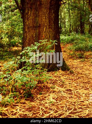 Interessante albero solistico in un paesaggio più ampio, ma intimo Foto Stock