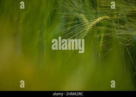 Singola pianta di orzo verde su sfondo scuro. Grano di orzo è usato per farina, pane di orzo, birra di orzo, alcuni whisky, alcuni vodka, e animale f Foto Stock