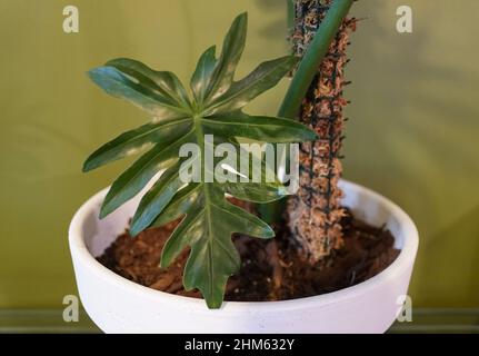 Una bella foglia di forma di Philodendron radiatum, una pianta tropicale popolare Foto Stock
