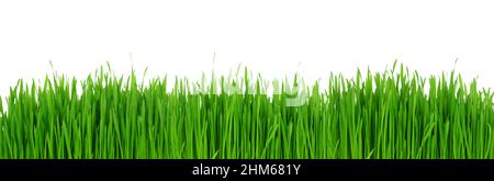Erba verde fresca. Bordo del banner isolato su sfondo bianco. Foto Stock