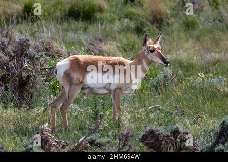 Prunghorn Antelope (Antiplapra americana) in Wyoming Foto Stock