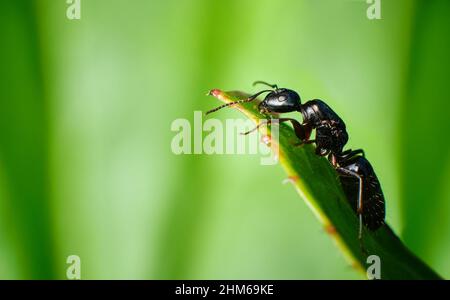 Immagine macro di formica nera seduta su foglia verde Foto Stock