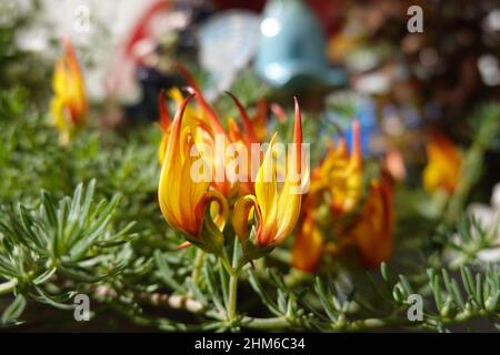 Fiore flash oro di loto. Maculatus di loto che cresce in una pentola su un patio nella California del Sud Foto Stock