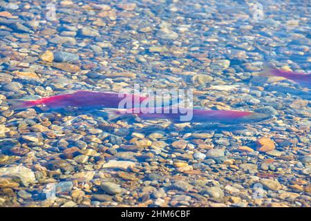 Salmone Selvaggio Sockeye. Il salmone Sockeye si accoppia in autunno sui letti di ripartenza nel fiume Adams, British Columbia, Canada. Foto Stock