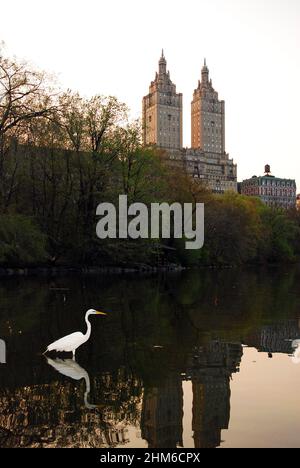 Un'egretta galla la sua preda, in vista dello skyline di New York, in Central Park Foto Stock