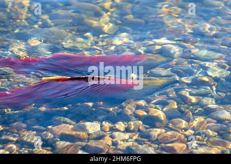 Sockeye Salton primo piano. Il salmone Sockeye si accoppia in autunno sui letti di ripartenza nel fiume Adams, British Columbia, Canada. Foto Stock