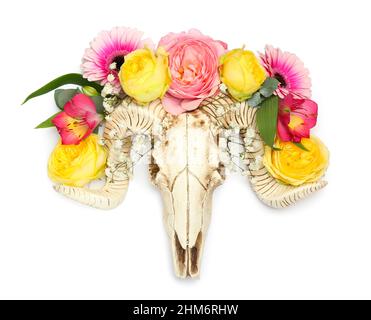 Cranio di pecora con fiori su sfondo bianco Foto Stock