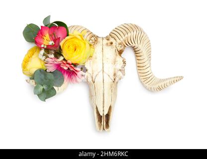 Cranio di pecora con fiori su sfondo bianco Foto Stock