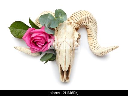 Cranio di pecora con fiori su sfondo bianco Foto Stock