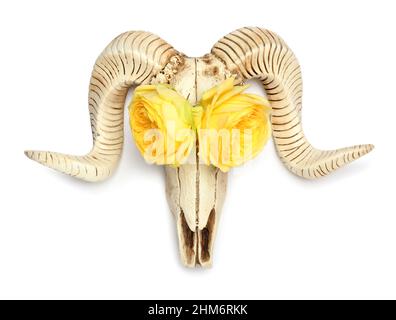 Cranio di pecora con fiori su sfondo bianco Foto Stock