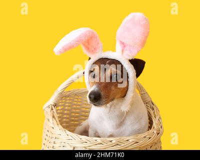 Carino Jack Russel terrer con orecchie conigliate in cestino su sfondo giallo Foto Stock