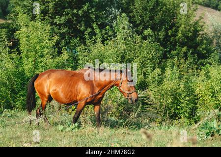 cavallo incinta in un campo verde che mangia erba Foto Stock