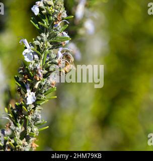 Rosmarino, Rosmarinus officinalis, un membro della famiglia della menta Lamiaceae, è un'erba legnosa e perenne con foglie profumate e sempreverdi va bene con l'agnello. Foto Stock