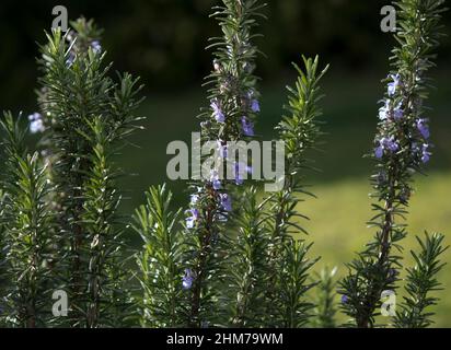 Rosmarino, Rosmarinus officinalis, un membro della famiglia della menta Lamiaceae, è un'erba legnosa e perenne con foglie profumate e sempreverdi va bene con l'agnello. Foto Stock