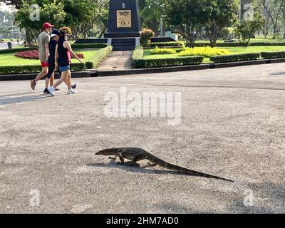 Bangkok, Tailandia. 05th Feb 2022. Un monitor a bande attraversa un sentiero nel Parco Lumphinee di Bangkok, mentre gli escursionisti passano senza prestare alcuna attenzione. Il fatto che ci siano centinaia di lucertole giganti e dall'aspetto primordiale nel parco non sembra aver impressionato nessuno per molto tempo. (To dpa-KORR 'Thailand kurios: Kabelsalat, Fanta am Baum und Füße weg vom Buddha') Credit: Carola Frentzen/dpa/Alamy Live News Foto Stock