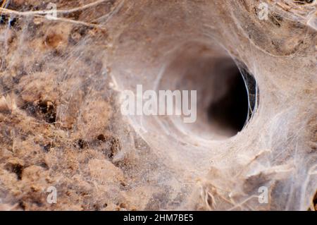 Amouther web ragner - Lycosa sp ragner , Satara , Maharashtra , India Foto Stock