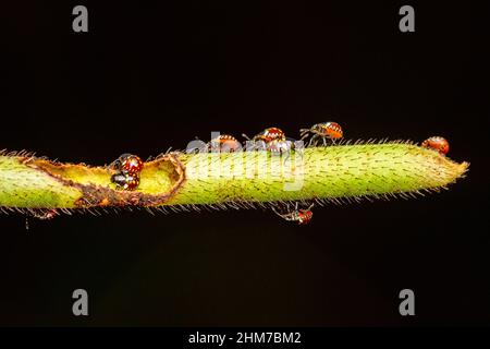 Bambini di bug orecchio di riso, Leptocorisa oratoria, Satara, Mahrashtra, India Foto Stock