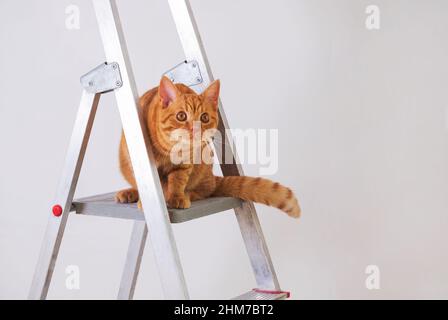 Divertente giovane gatto rosso a righe è sulla scala di costruzione. Il concetto di riparazione, miglioramento, riscaldamento domestico. Messa a fuoco selettiva. Foto Stock